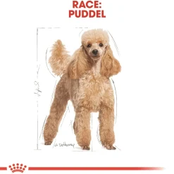 Royal Canin Hundefoder Royal Canin Poodle Adult 1,5 kg - tørfoder til voksne pudler