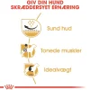 Royal Canin Hundefoder Royal Canin Pug Adult 1,5 kg - tørfoder til mops