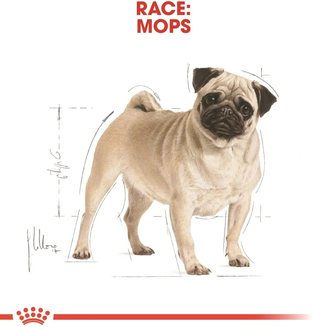Royal Canin Hundefoder Royal Canin Pug Adult 1,5 kg - tørfoder til mops