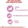 Royal Canin Kattefoder Royal Canin Second Age Kitten 4 kg