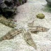 Koraller & bløddyr Sand søstjerne (Archaster typicus) 4-6 cm