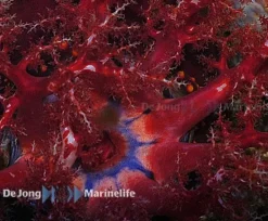 Saltvandsfisk Søæble (Pseuducolochirus violaceus)