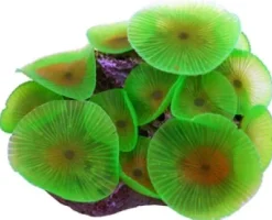 Saltvandsfisk Selvlysende skive anemone