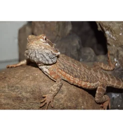 Krybdyr fra hele Verden Skægagame ungdyr (Pogona Vitticeps)