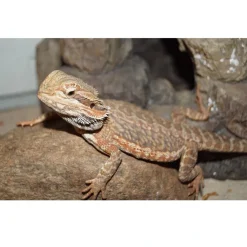 Krybdyr fra hele Verden Skægagame ungdyr (Pogona Vitticeps)