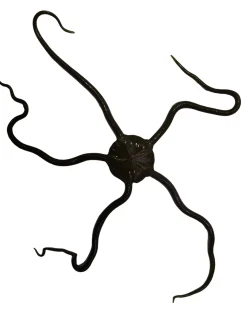 Saltvandsfisk Slangesøstjerne Ophioderma rubicundum