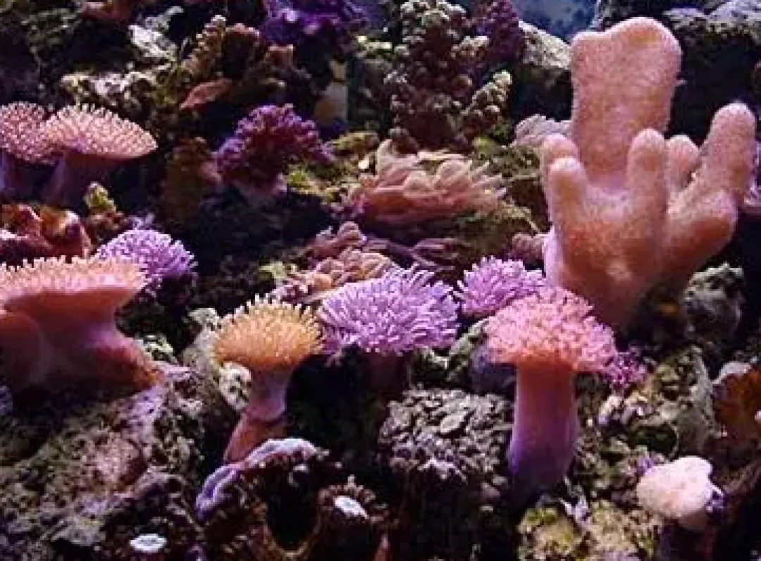 Koraller & bløddyr SoftCoral mix (Blødkoral mix)