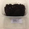 MiniZoo Springhaler - Collembola sp.