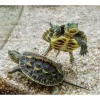 Krybdyr fra hele Verden Stribet Kinesisk sumpskildpadde (Mauremys reevesii)