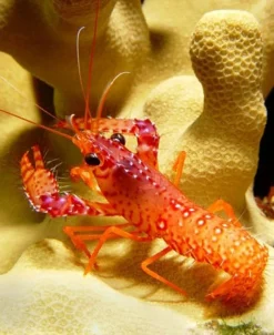 Saltvandsfisk Stribet Revhummer (Enoplometopus daumi)