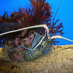 Saltvandsfisk Stribet Revlanguster (Panulirus versicolor)