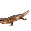 Krybdyr fra hele Verden Sulawesi Water Skink (Tropidophorus Baconi)
