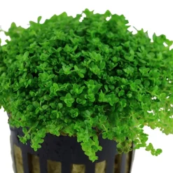 Tropica Akvarieplanter Tropica Akvaieplante i potte Micranthemum callitrichoides Cuba