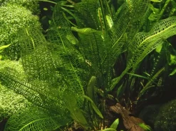 Tropica Akvarieplanter Tropica Akvarieplante Aponogeton madagascariensis knolde x 5