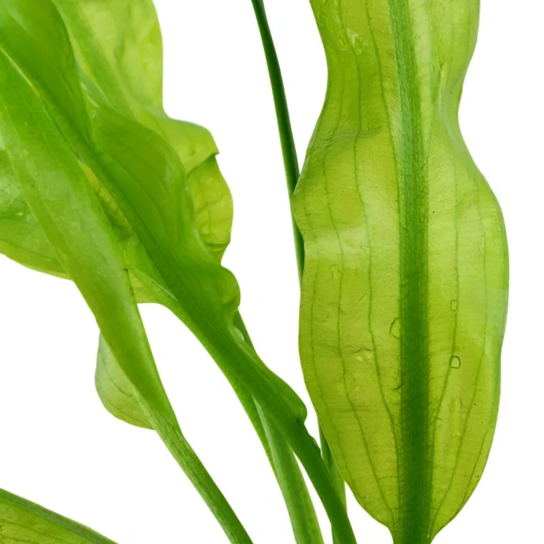 Tropica Akvarieplanter Tropica Akvarieplante Aponogeton ulvaceus i knold x 5