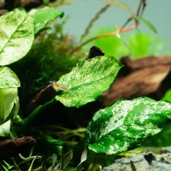 Tropica Akvarieplanter Tropica Akvarieplante Clips Anubias barteri var. nana 'Pinto'