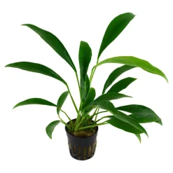 Tropica Akvarieplanter Tropica Akvarieplante i potte Anubias barteri variant glabra