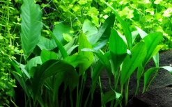 Tropica Akvarieplanter Tropica Akvarieplante i potte Anubias barteri variant glabra