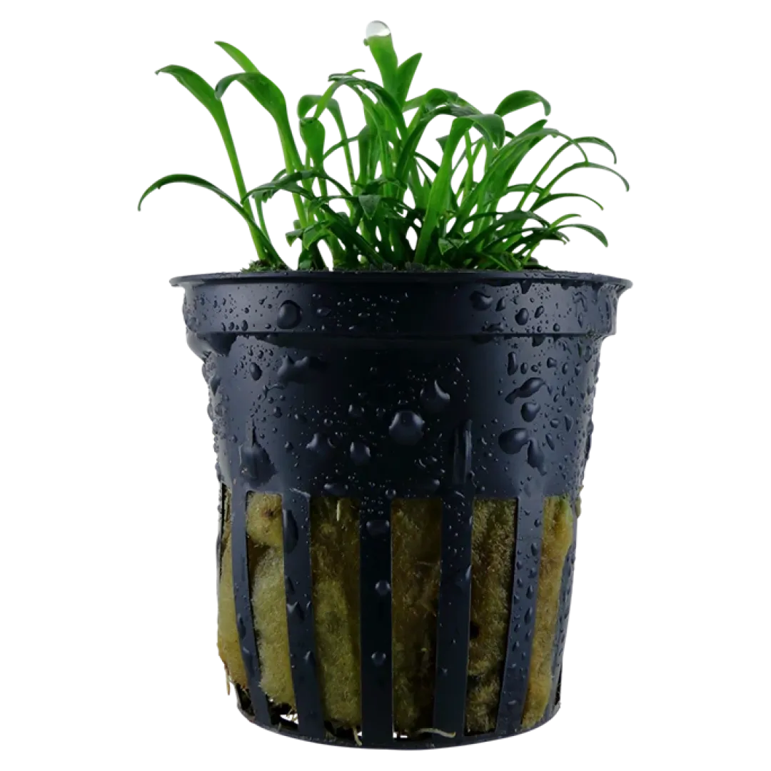 Tropica Akvarieplanter Tropica Akvarieplante i potte Cryptocoryne parva