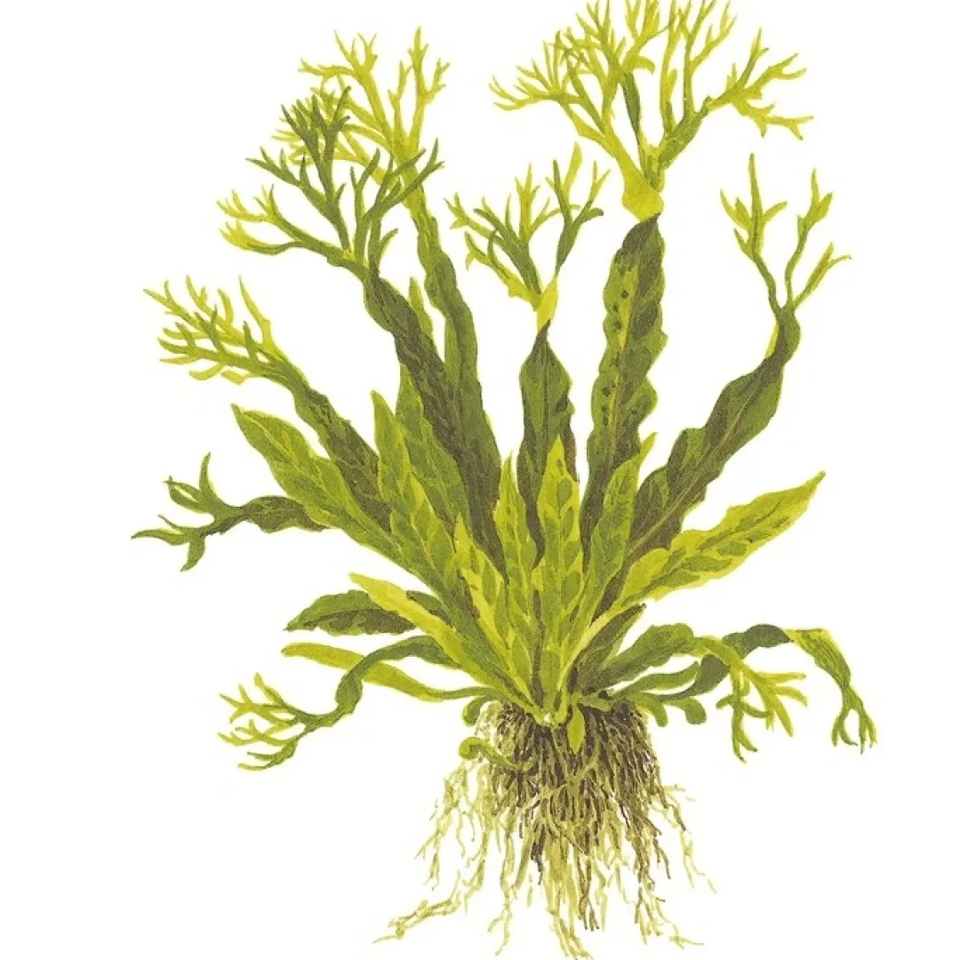 Tropica Akvarieplanter Tropica Akvarieplante i potte Microsorum pteropus Windeløv