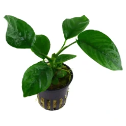 Tropica Akvarieplanter Tropica Akvarieplante i potte Anubias barteri caladiifolia