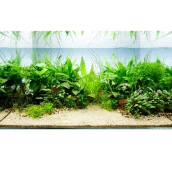 Tropica Akvarieplanter Tropica Akvarieplante i potte Anubias barteri caladiifolia