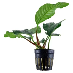 Tropica Akvarieplanter Tropica Akvarieplante i potte Anubias barteri coffeefolia