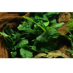 Tropica Akvarieplanter Tropica Akvarieplante i potte Anubias barteri coffeefolia