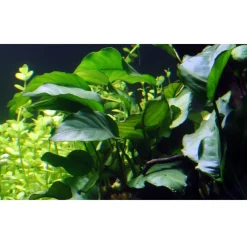 Tropica Akvarieplanter Tropica Akvarieplante i potte Anubias barteri variant barteri