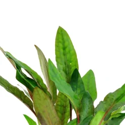 Tropica Akvarieplanter Tropica Akvarieplante i potte Cryptocoryne beckettii petchii
