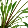 Tropica Akvarieplanter Tropica Akvarieplante i potte Cryptocoryne x willisii