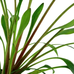 Tropica Akvarieplanter Tropica Akvarieplante i potte Cryptocoryne x willisii