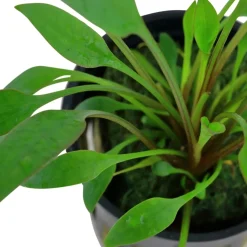 Tropica Akvarieplanter Tropica Akvarieplante i potte Cryptocoryne x willisii