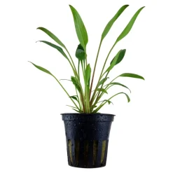 Tropica Akvarieplanter Tropica Akvarieplante i potte Cryptocoryne x willisii