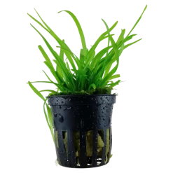 Tropica Akvarieplanter Tropica Akvarieplante i potte Sagittaria subulata