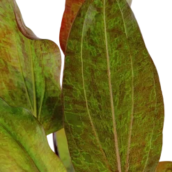Tropica Akvarieplanter Tropica Akvarieplante i potte Echinodorus Ozelot