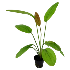 Tropica Akvarieplanter Tropica Akvarieplante i potte Echinodorus Rose