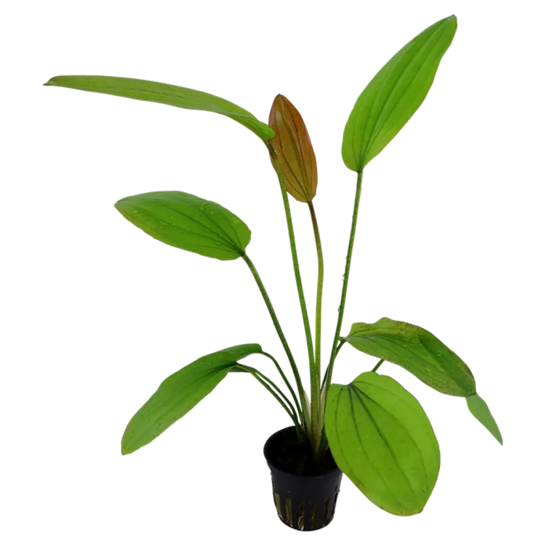 Tropica Akvarieplanter Tropica Akvarieplante i potte Echinodorus Rose