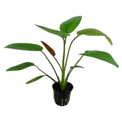 Tropica Akvarieplanter Tropica Akvarieplante i potte Echinodorus x barthii