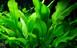 Tropica Akvarieplanter Tropica Akvarieplante i potte Echinodorus grisebachii (bleherae)