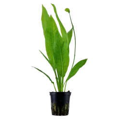 Tropica Akvarieplanter Tropica Akvarieplante i potte Echinodorus grisebachii (bleherae)