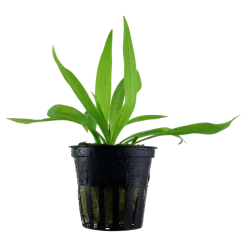 Tropica Akvarieplanter Tropica Akvarieplante i potte Helanthium bolivianum Quadricostatus