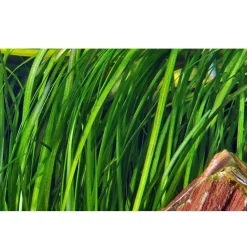 Tropica Akvarieplanter Tropica Akvarieplante i potte Vallisneria spiral (Tiger)