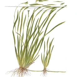 Tropica Akvarieplanter Tropica Akvarieplante i potte Vallisneria spiral (Tiger)