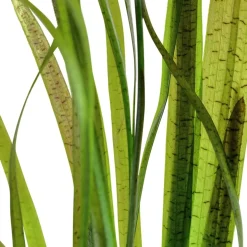 Tropica Akvarieplanter Tropica Akvarieplante i potte Vallisneria spiral (Tiger)
