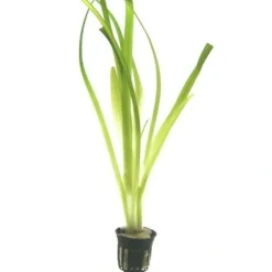 Tropica Akvarieplanter Tropica Akvarieplante i potte Vallisneria americana gigantea