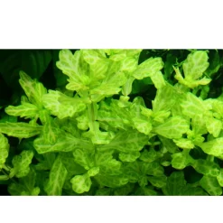 Tropica Akvarieplanter Tropica Akvarieplante i potte Shinnersia Rivularis Weiss-GrĂĽn