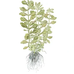 Tropica Akvarieplanter Tropica Akvarieplante i potte Shinnersia Rivularis Weiss-Grün