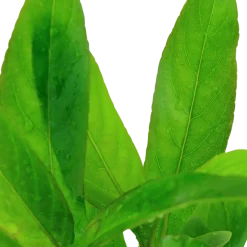 Tropica Akvarieplanter Tropica Akvarieplante i potte Hygrophila Corymbosa Stricta