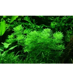 Tropica Akvarieplanter Tropica Akvarieplante i potte Limnophila sessiliflora